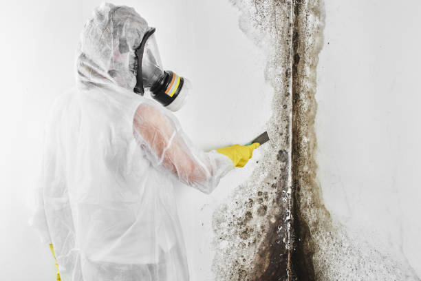 Mold Removal Process in Pagosa Springs, CO