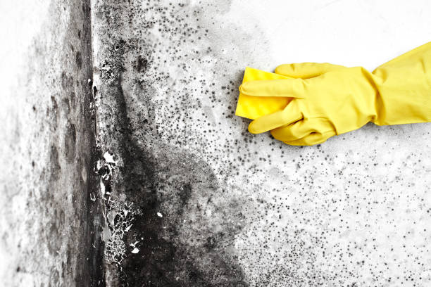 Best Mold Removal Process  in Pagosa Springs, CO
