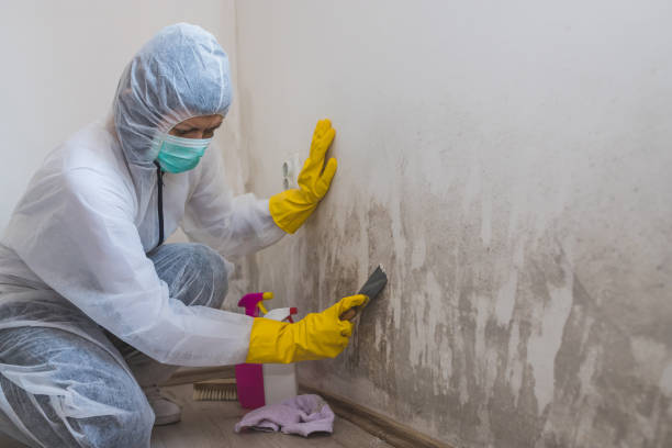 Best Office Mold Removal Services  in Pagosa Springs, CO