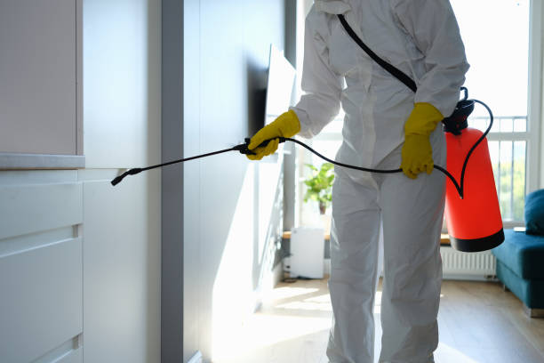 Office Mold Removal Services in Pagosa Springs, CO