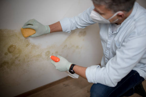 Best Local Mold Removal Service  in Pagosa Springs, CO