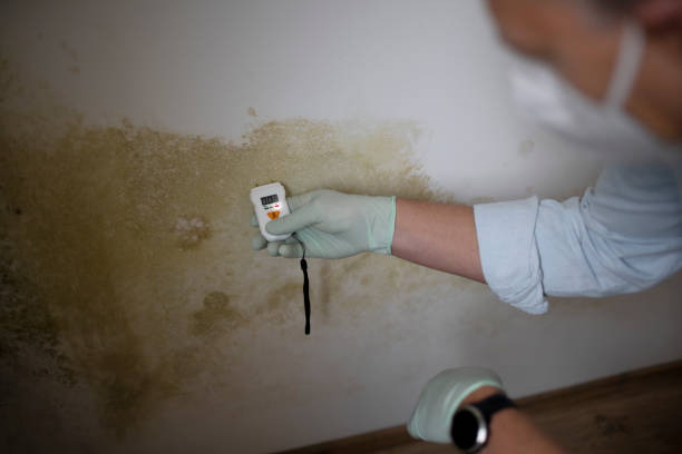 Best Certified Mold Removal  in Pagosa Springs, CO