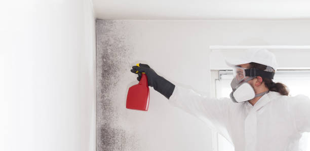 Professional Mold Removal in Pagosa Springs, CO