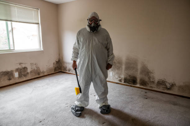 Mold Testing and Removal in Pagosa Springs, CO