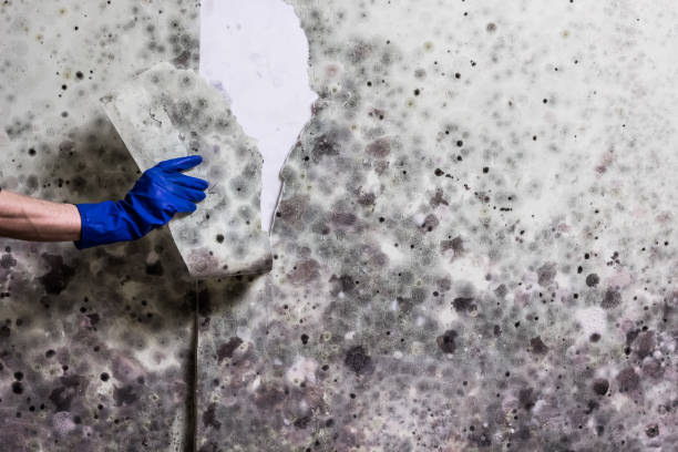 Best Crawl Space Mold Removal  in Pagosa Springs, CO